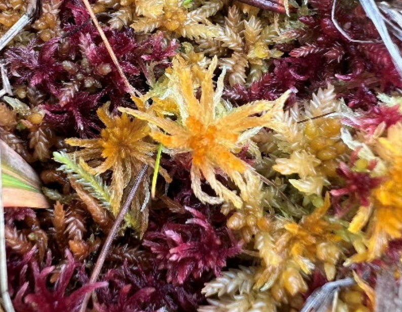 S. troendelagicum